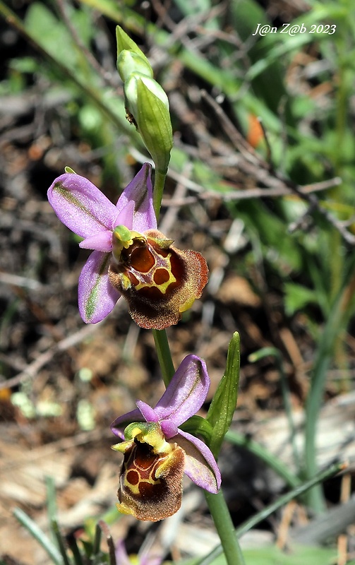 hmyzovník Ophrys episcopalis