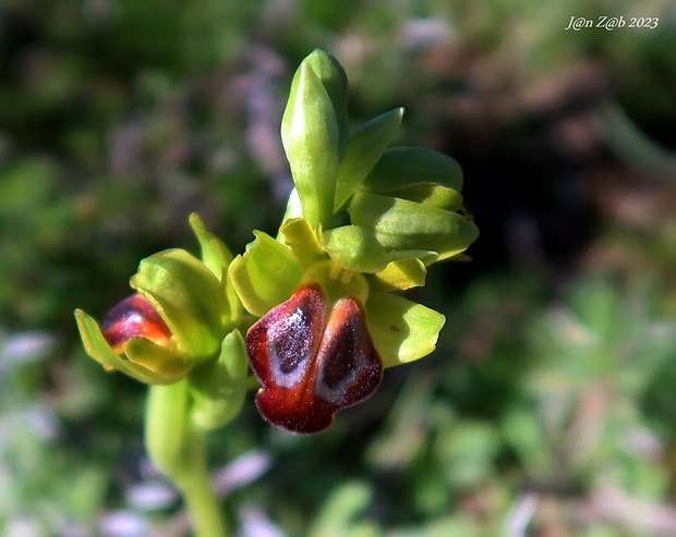 hmyzovník Ophrys fusca subsp. creberrima