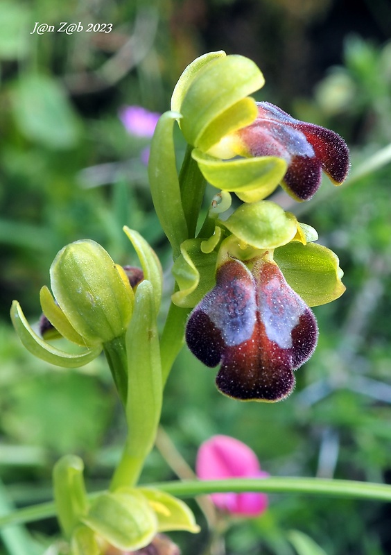 hmyzovník Ophrys fusca subsp. creberrima