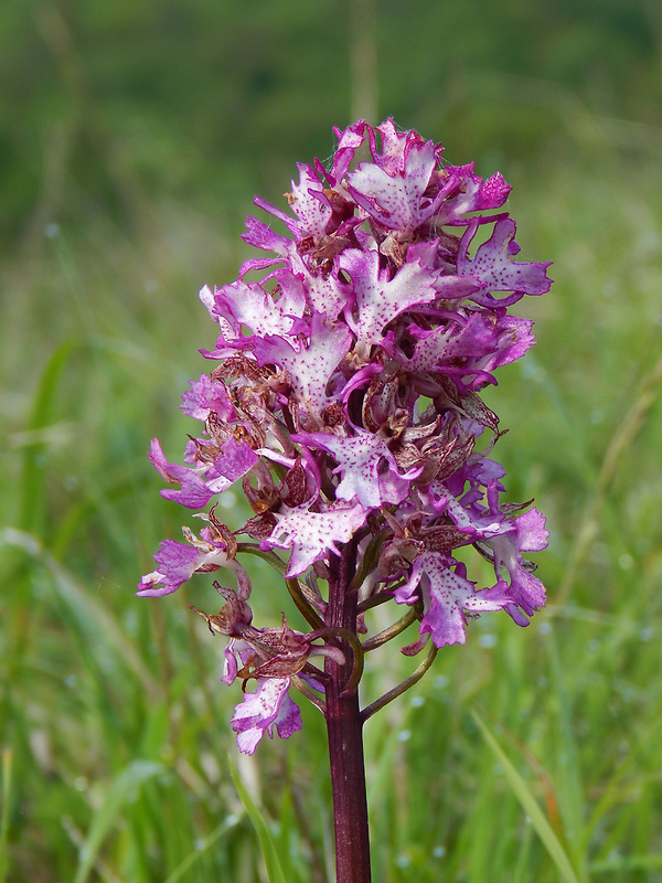 vstavač Orchis × hybrida (Lindl.) Boenn. ex Rchb.