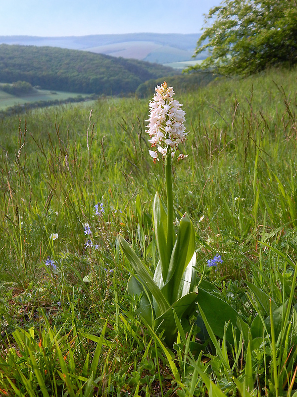 vstavač vojenský Orchis militaris L.