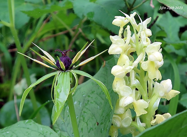 vranovec štvorlistý Paris quadrifolia L.