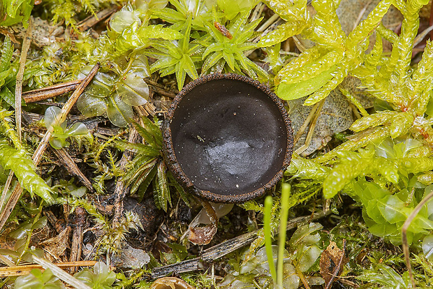 pakorienkovka čierna Plectania melastoma (Sowerby) Fuckel