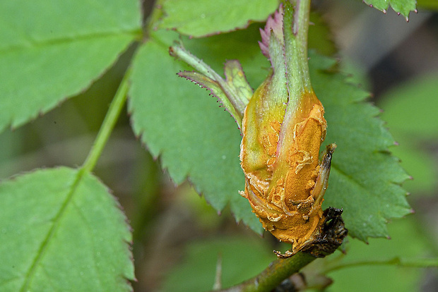 hrdza Puccinia sp.