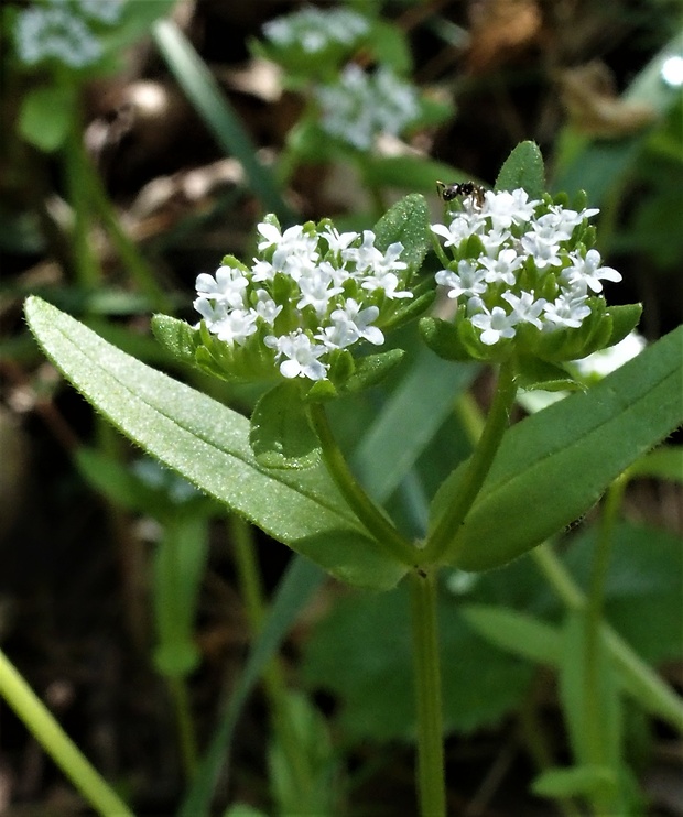 valeriánka poľná Valerianella locusta (L.) Laterr.