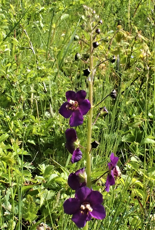 divozel tmavočervený Verbascum phoeniceum L.