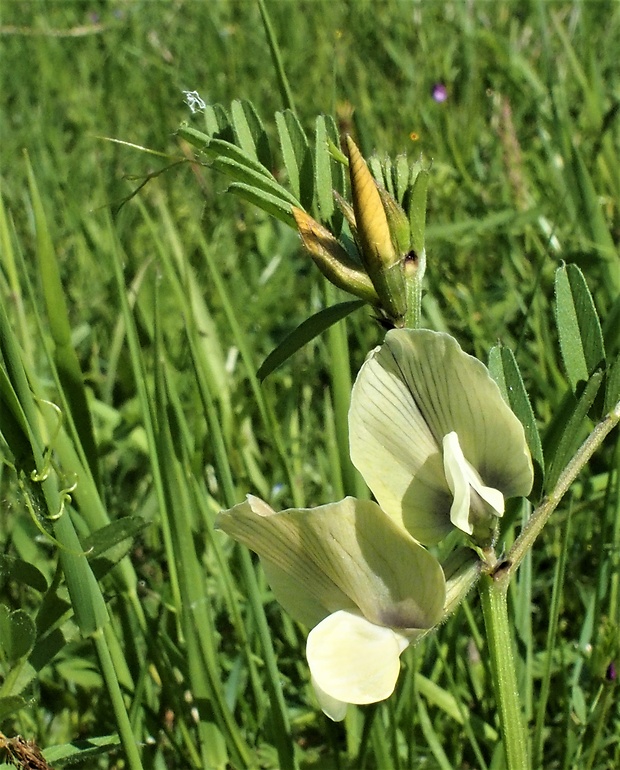 vika veľkokvetá Vicia grandiflora Scop.