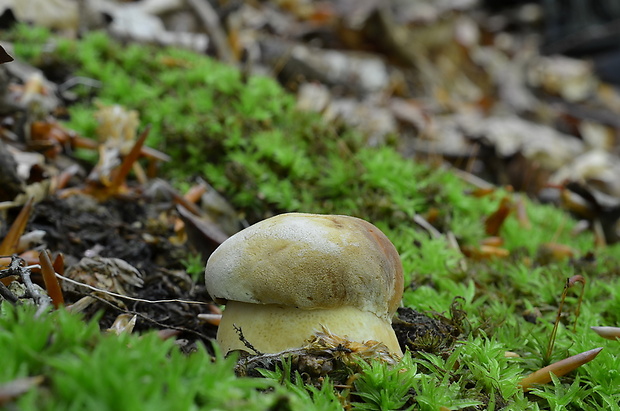 hríb sosnový Boletus pinophilus Pil. et Dermek in Pil.