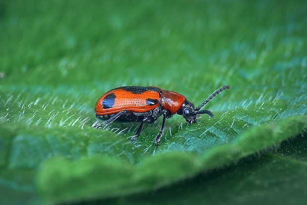 špargľovec päťbodkový (sk) / chřestovníček pětitečný (cz) Crioceris quinquepunctata (Scopoli, 1763)