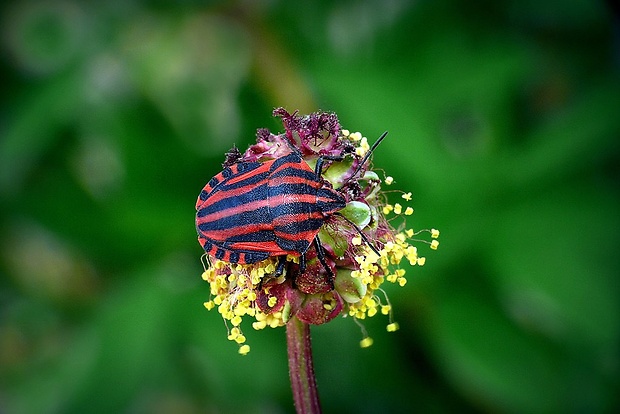 bzdocha pásavá (sk) / kněžice pásovaná (cz) Graphosoma italicum (O. F. Müller, 1766)