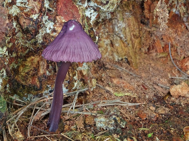 prilbička fialovookrajová Mycena purpureofusca (Peck) Sacc.