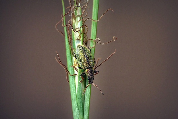 šupináčik (sk) / listohlod březový (cz) Phyllobius betulinus (Bechstein & Scharfenberg, 1805)