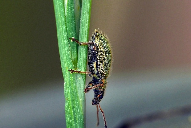 šupináčik (sk) / listohlod březový (cz) Phyllobius betulinus (Bechstein & Scharfenberg, 1805)