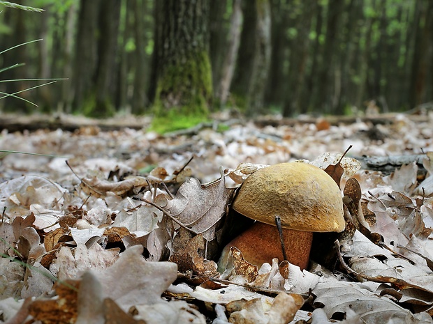 hríb zrnitohlúbikový Sutorius luridiformis (Rostk.) G. Wu & Zhu L. Yang