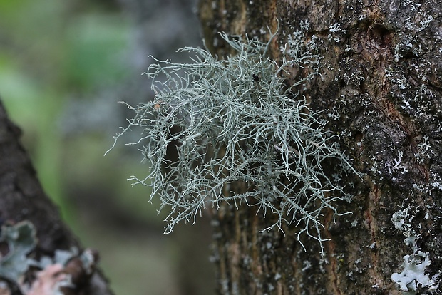 bradatec Usnea sp.