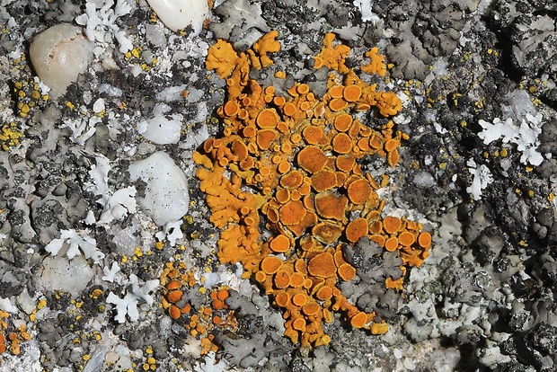 diskovník oranžový Xanthoria elegans (Link) Th. Fr.