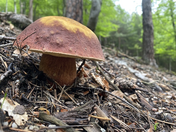 hríb sosnový Boletus pinophilus Pil. et Dermek in Pil.