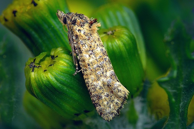 zvinúvač škvrnkatý (sk) / obalečík řebříčkový (cz) Aethes margarotana (Duponchel, 1836)