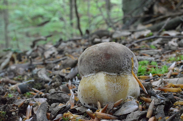 hríb sosnový Boletus pinophilus Pil. et Dermek in Pil.