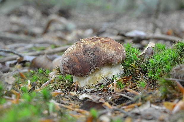 hríb sosnový Boletus pinophilus Pil. et Dermek in Pil.