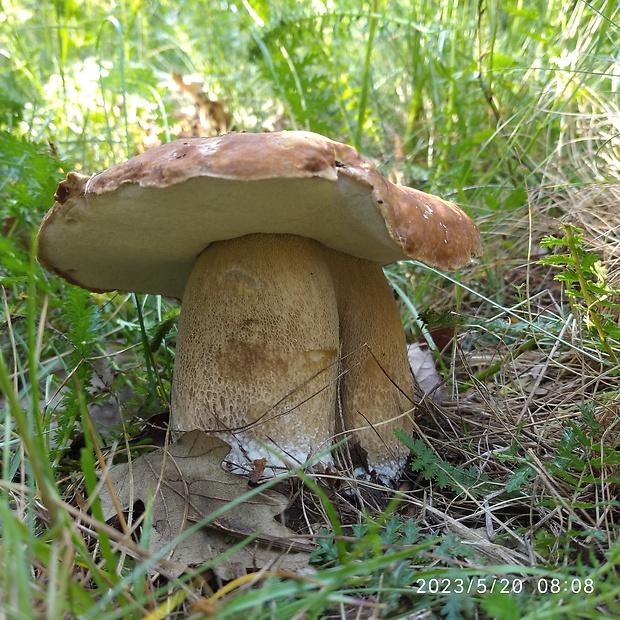 hríb dubový Boletus reticulatus Schaeff.