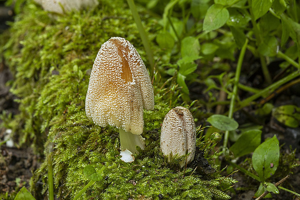 hnojník Coprinellus sp.