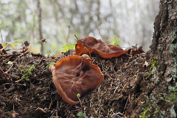 discinka Discina sp.