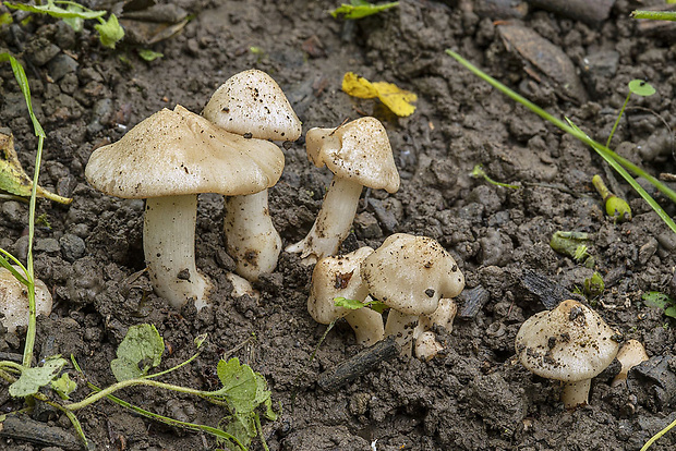 hodvábnica jarná Entoloma clypeatum (L.) P. Kumm.