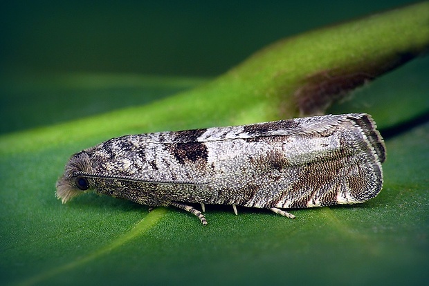 obaľovač modrosivý (sk) / obaleč (cz) Epiblema similana (Denis & Schiffermüller, 1775)