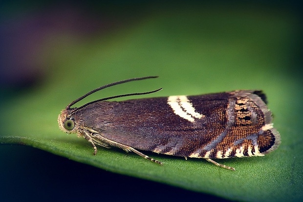 plodokaz chmeľový (sk) / obaleč (cz) Grapholita discretana (Wocke, 1861)