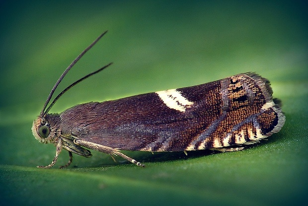 plodokaz chmeľový (sk) / obaleč (cz) Grapholita discretana (Wocke, 1861)