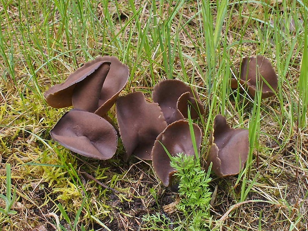 chriapač tmavý Helvella solitaria P. Karst.