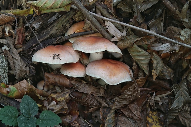 strapcovka tehlovočervená Hypholoma lateritium (Schaeff.) P. Kumm.