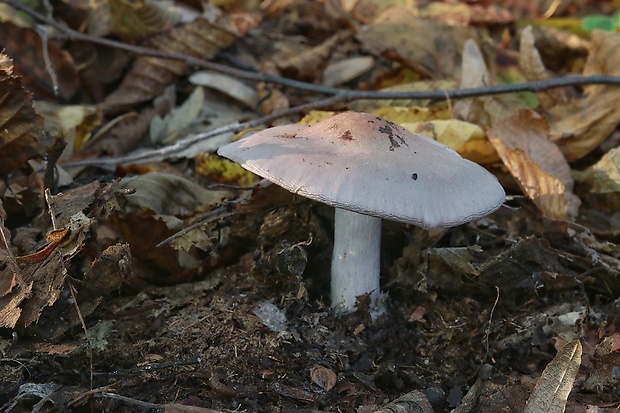 pôvabnica fialová Lepista nuda (Bull.) Cooke