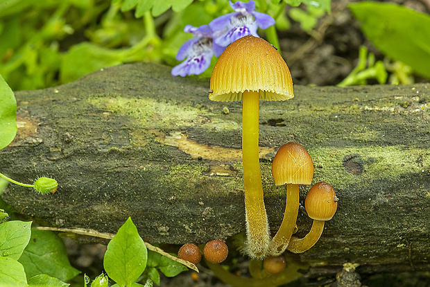 prilbička žltohlúbiková Mycena renati Quél.