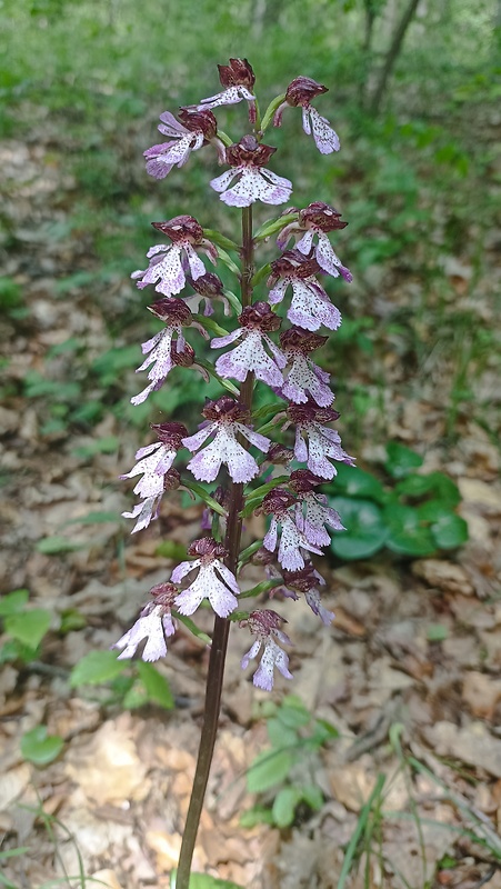 vstavač purpurový Orchis purpurea Huds.