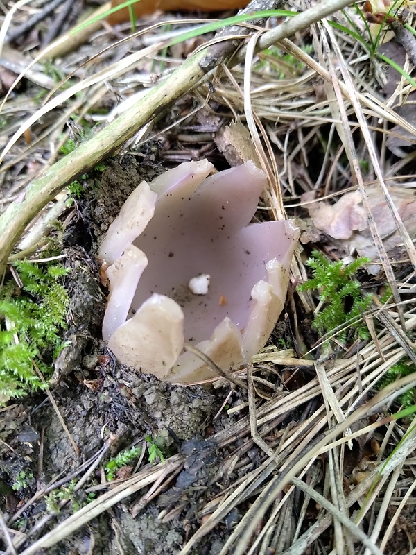 tulipánovka fialová Sarcosphaera coronaria (Jacq.) J. Schröt.