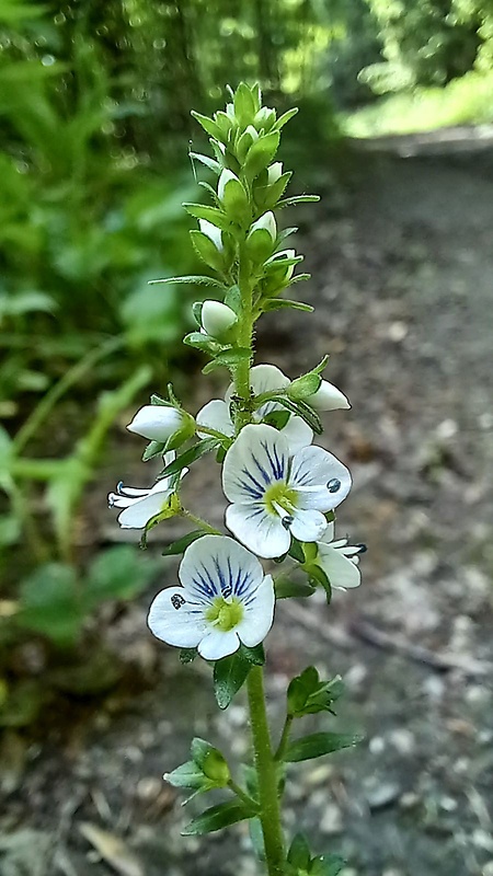 veronika dúškolistá Veronica serpyllifolia L.