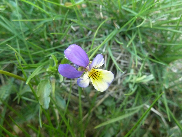 fialka roľná Viola arvensis Murray