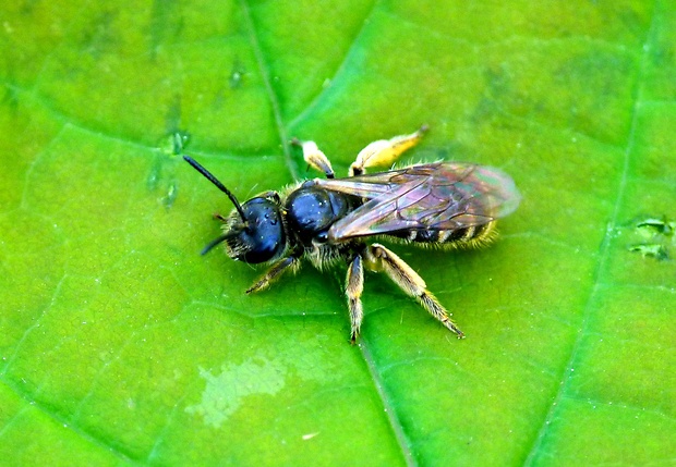 pieskárka Andrena ovatula cf. (Kirby, 1802)