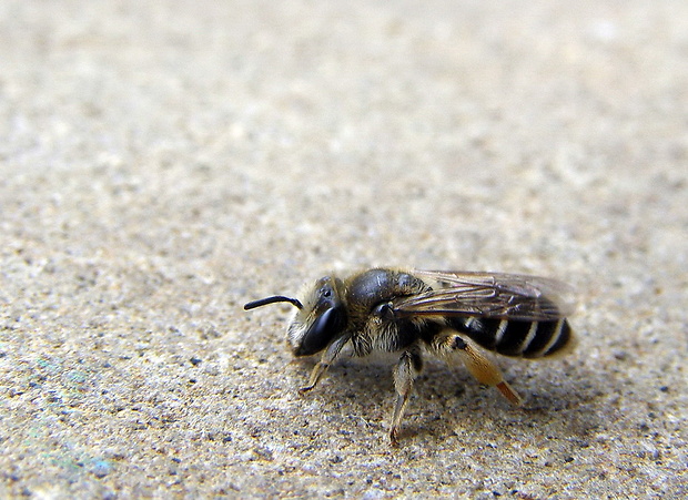 pieskárka Andrena ovatula cf. Kirby, 180