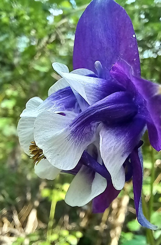 orlíček obyčajný Aquilegia vulgaris L.