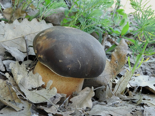 hríb bronzový Boletus aereus Bull. ex Fr.