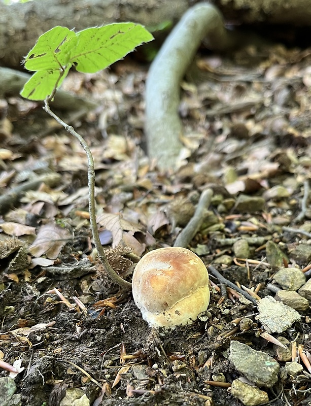 hríb sosnový Boletus pinophilus Pil. et Dermek in Pil.