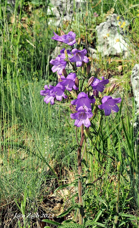 zvonček sibírsky Campanula sibirica L.