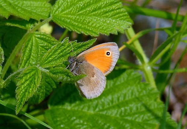 očkáň pohánkový Coenonympha pamphilus