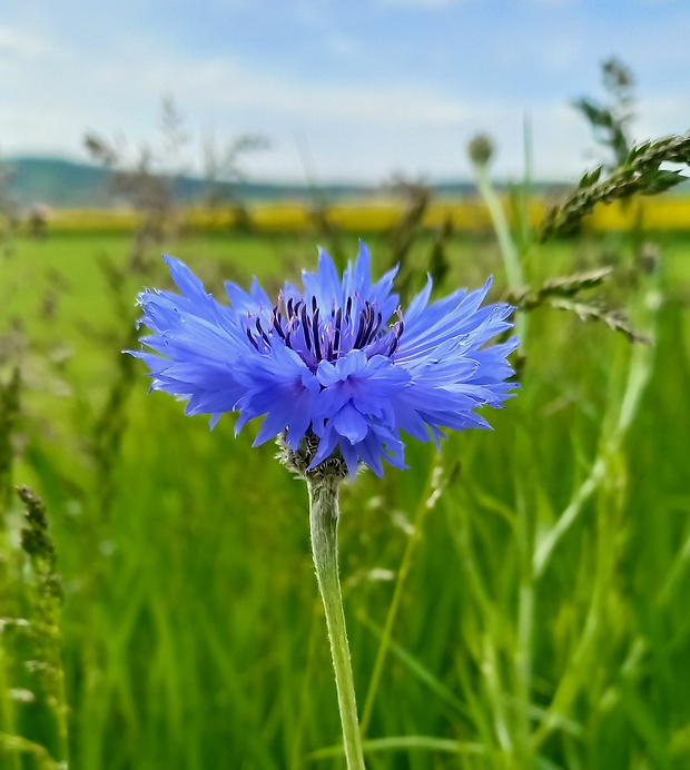 nevädza poľná Cyanus segetum Hill