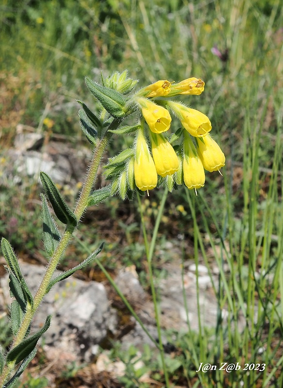 rumenica turnianská Onosma viridis (Borbás) Jávorka