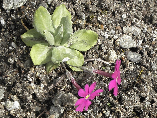 prvosienka dlhokvetá plocholistá Primula halleri subsp. platyphylla O. Schwarz