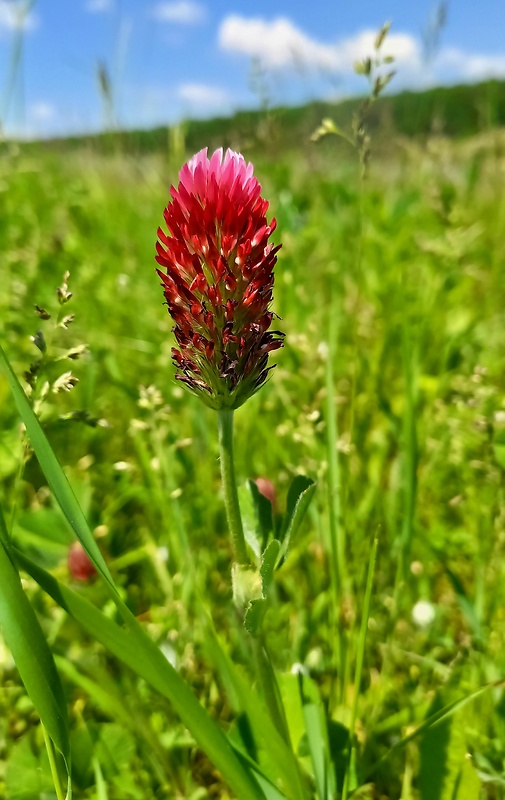 ďatelina purpurová Trifolium incarnatum L.